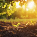 Investir dans le chene truffier : le bon filon ! Temoignages et conseils d’experts du terroir